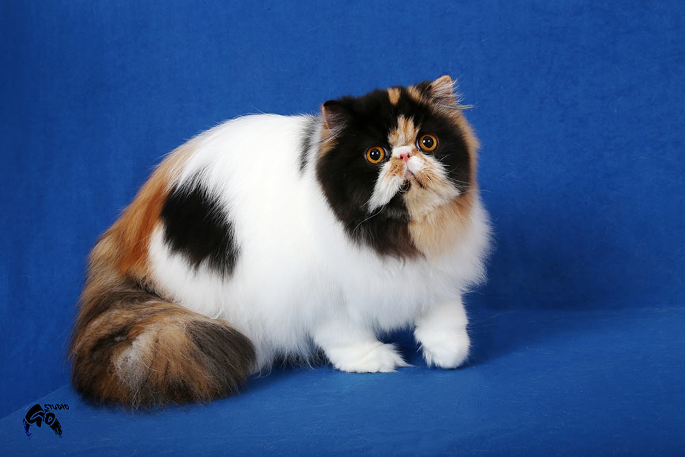 Persian calico harlequin female NW14 OPULÉNCIA La Capuccino, JW - 8 months