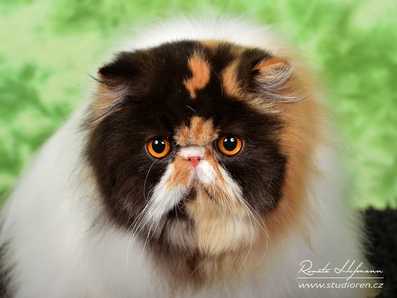 Pure persian cat OPULÉNCIA La Capuccino - PER f 02 62 / calico harlequin