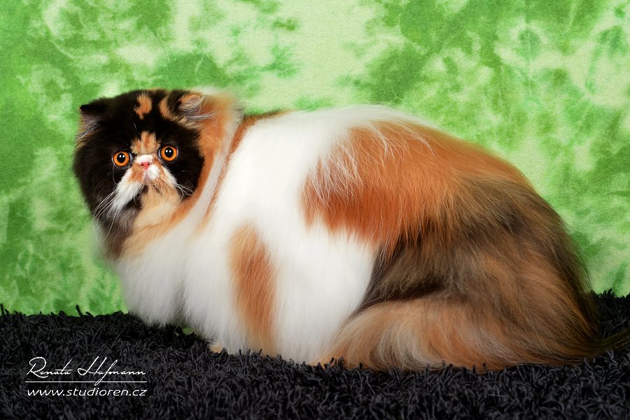 Pure persian cat OPULÉNCIA La Capuccino - PER f 02 62 / calico harlequin