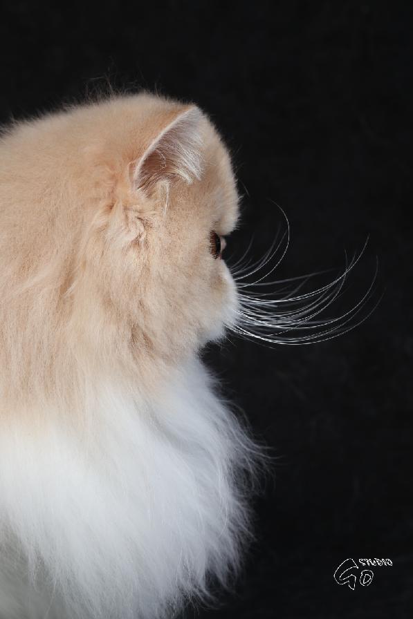 Ufania La Capuccino 1 year - cream-white peraian female