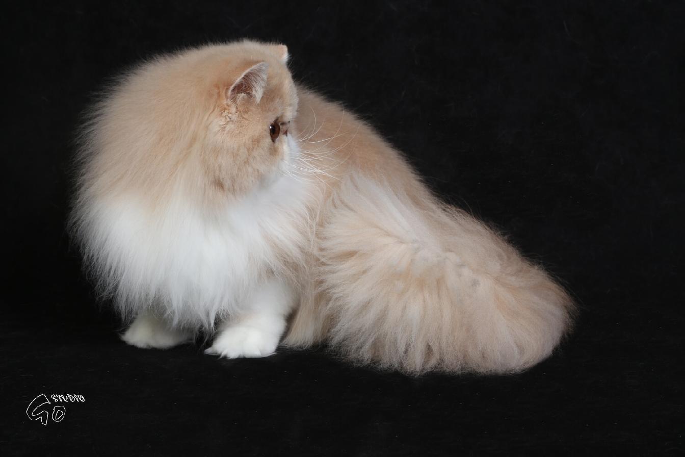 Ufania La Capuccino 1 year - cream-white peraian female