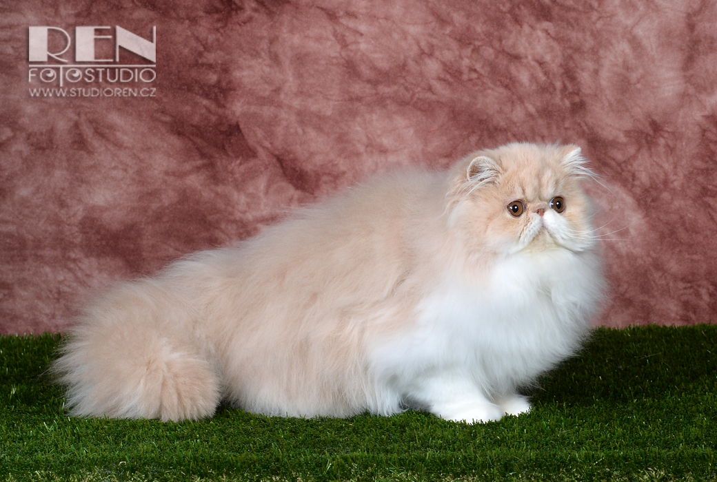 Persian cat UFANIA La Capuccino - PER e 03 / cream-white female