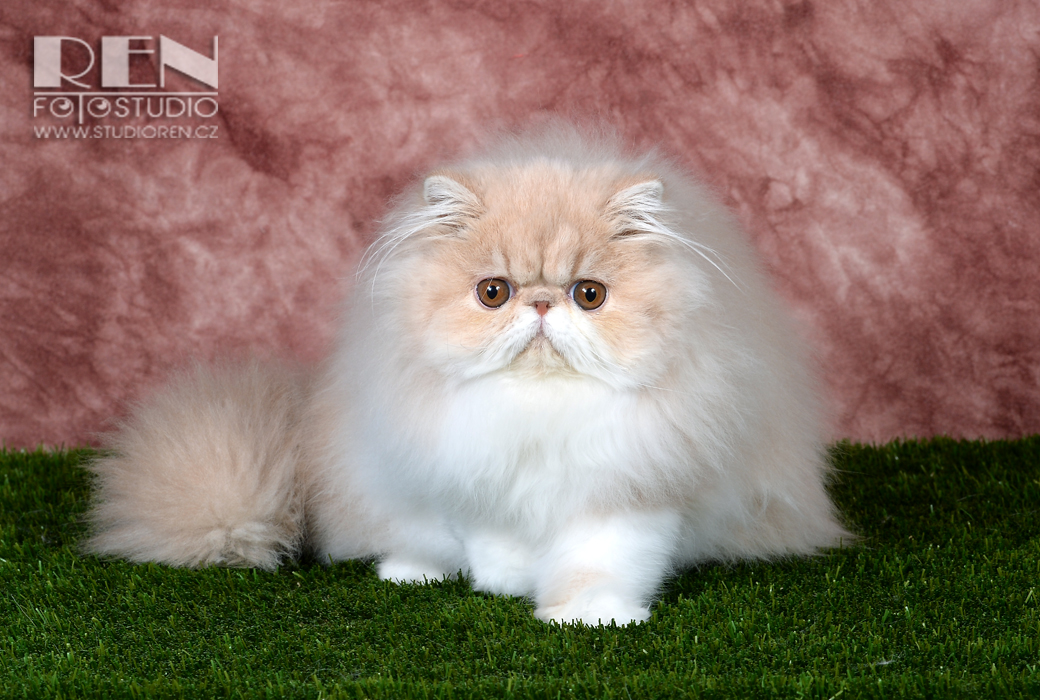 Persian cream-white female Ufania La Capuccino at 5,5 months