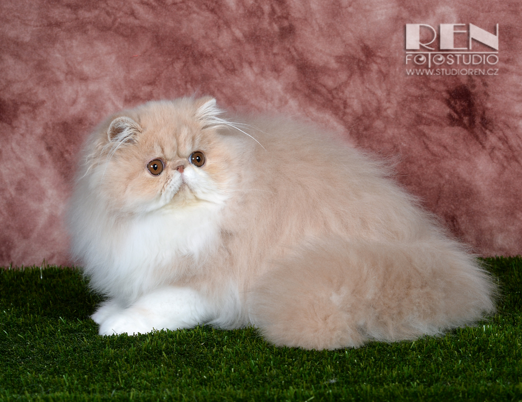 Persian cream-white female Ufania La Capuccino at 5,5 months