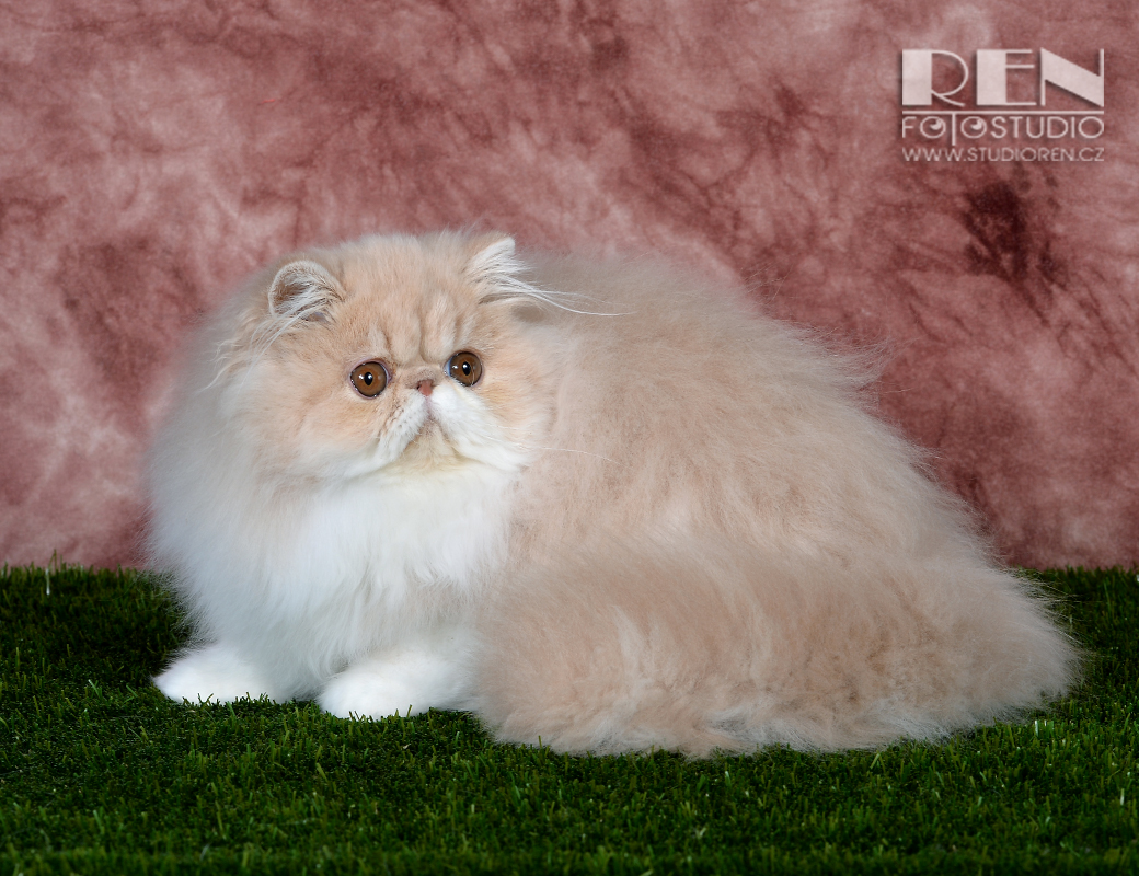 Persian cream-white female Ufania La Capuccino at 5,5 months