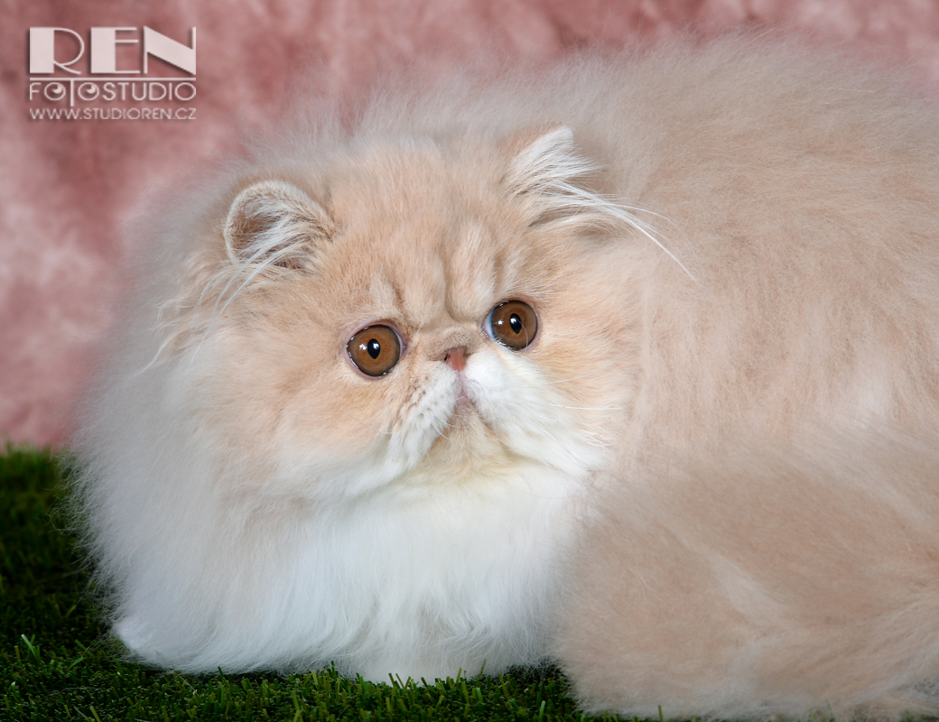 Persian cat UFANIA La Capuccino - PER e 03 / cream-white female