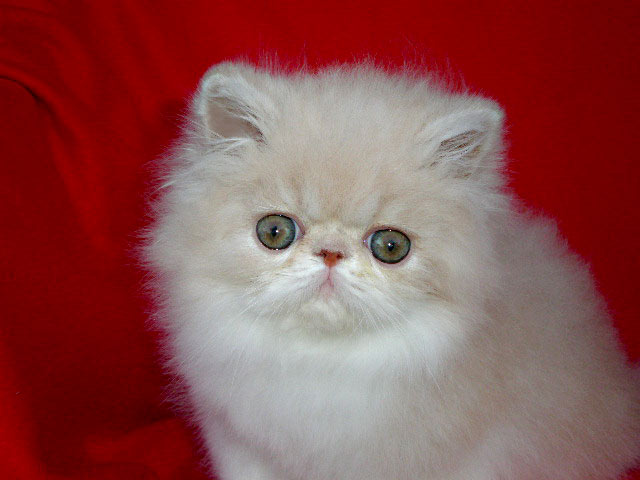 Persian cream-white female Ufania La Capuccino at 8 weeks