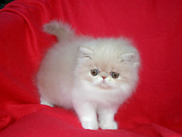 Persian cream-white female Ufania La Capuccino at 8 weeks