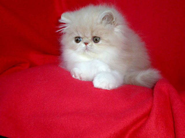 Persian cream-white female Ufania La Capuccino at 8 weeks