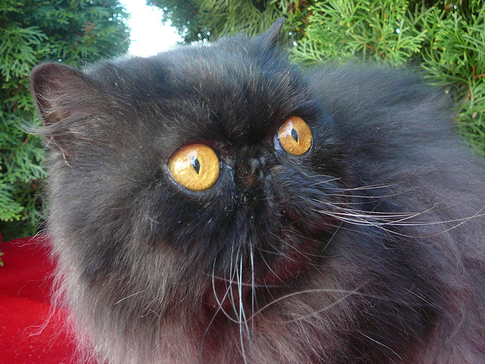 Kuorii Venus - black persian female