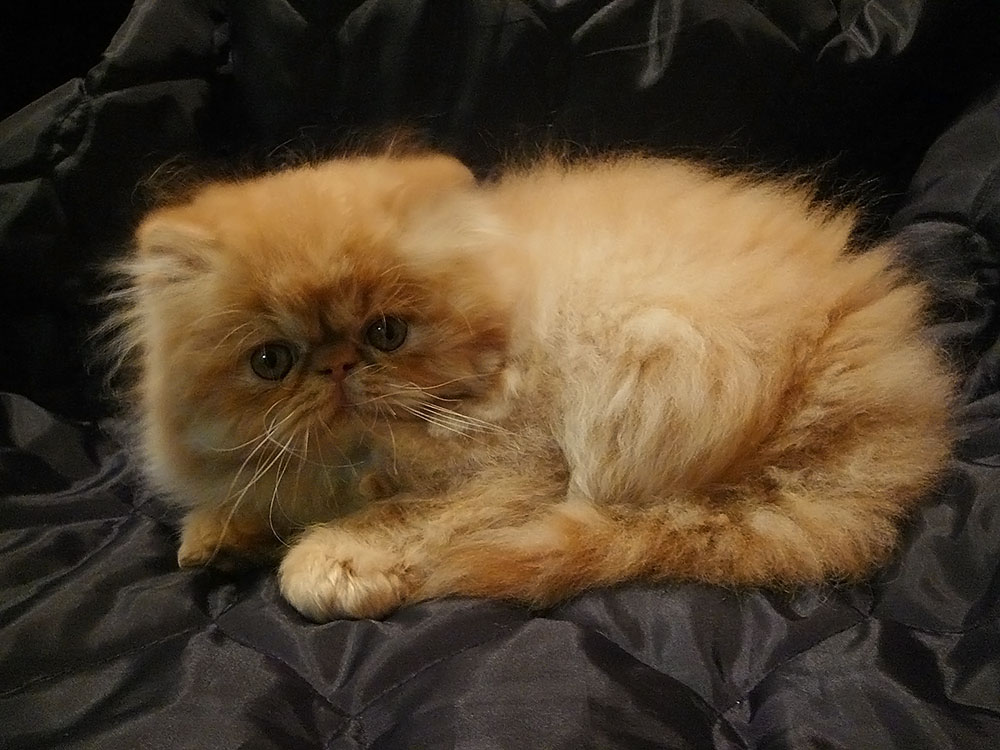 Persian kitten - NICO La Capuccino - PER d / red male
