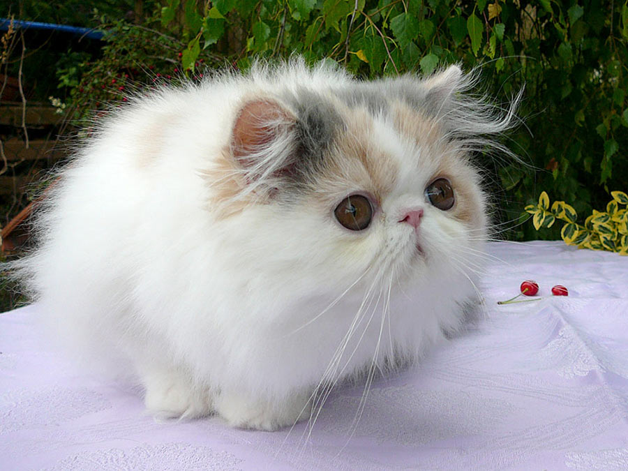 Persian kitten OUSADIA La Capuccino - PER g 02 62 / dilute calico harlequin female