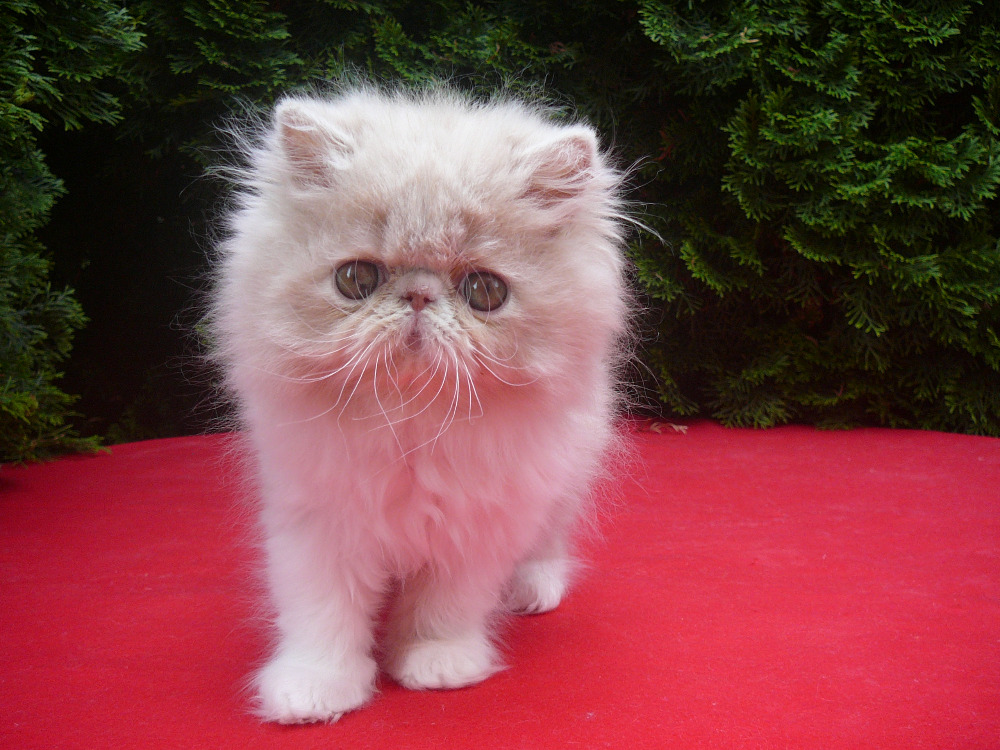 Persian kitten RAREZA La Capuccino - female cream-white / PER e 03