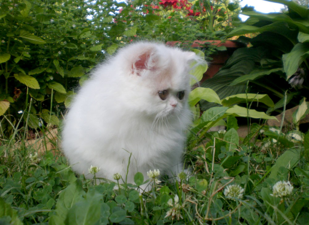 Persian kitten for sale - Alabama La Capuccino - cream-white harlequin female at 2 months