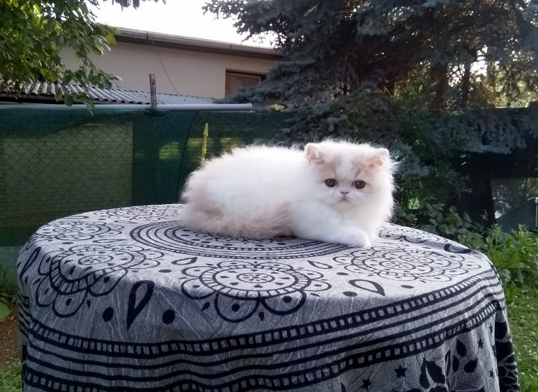 Persian kitten for sale - Alabama La Capuccino - cream-white harlequin female at 2 months