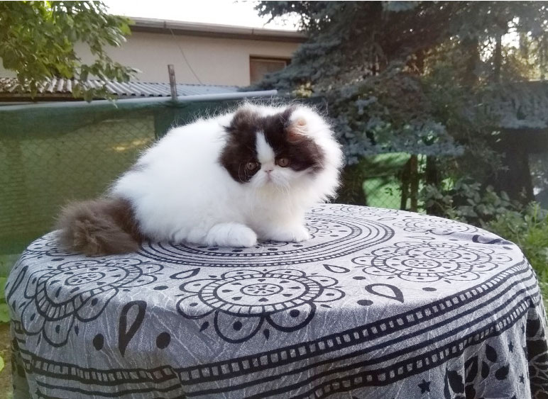 Persian kitten for sale - black-white harlequin male Armani La Capuccino at 2months