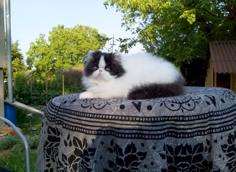 Persian kitten for sale - black-white harlequin male Armani La Capuccino at 2months