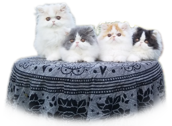 Persian kittens for sale