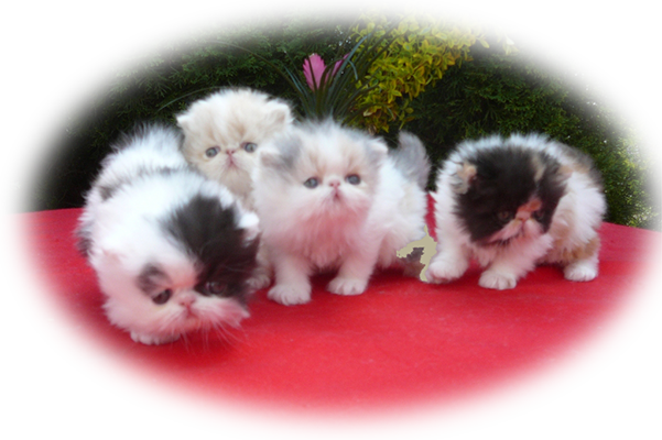 Pure persian kittens for sale - available