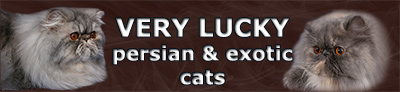 VERY LUCKY - persian and exotic cats