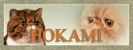 Hokami, persians and exotics