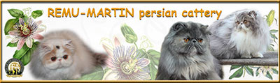 Remu-Martin persian cats