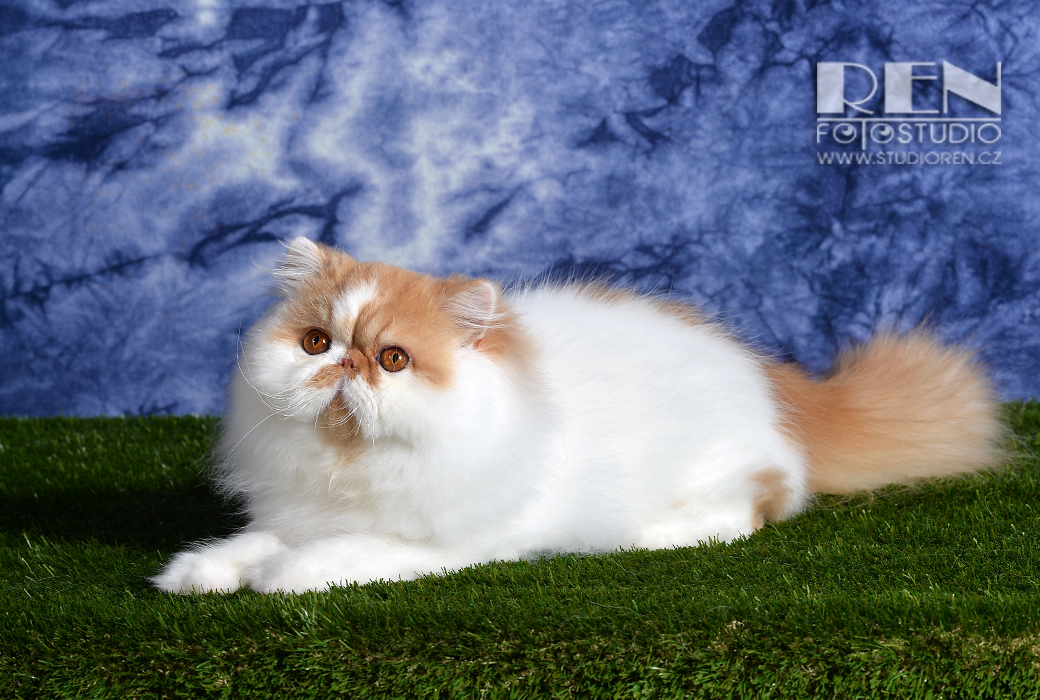 Dclass Peace &amp; Love of La Capuccino - PER d 02 62 / red-white persian