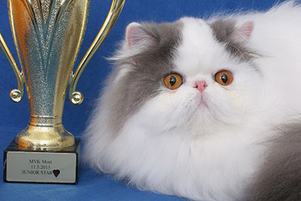 MVK Most 2013: Madeira is JW!!!