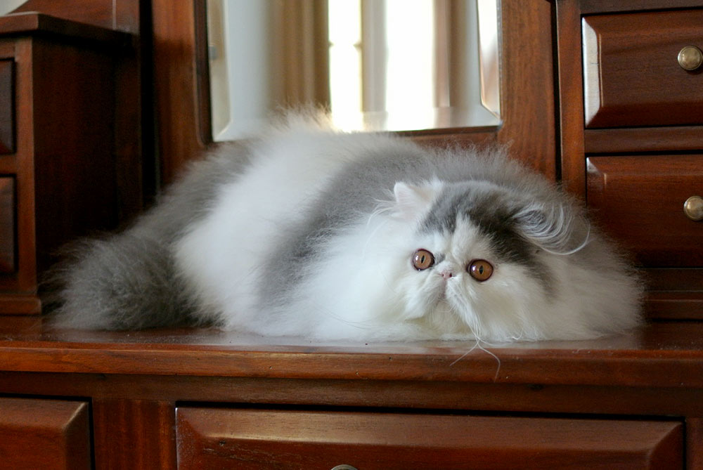 Pure persian kitten male for sale Yambo La Capuccino,CZ, PER a 02 62 / blue-white harlequin at 5 months