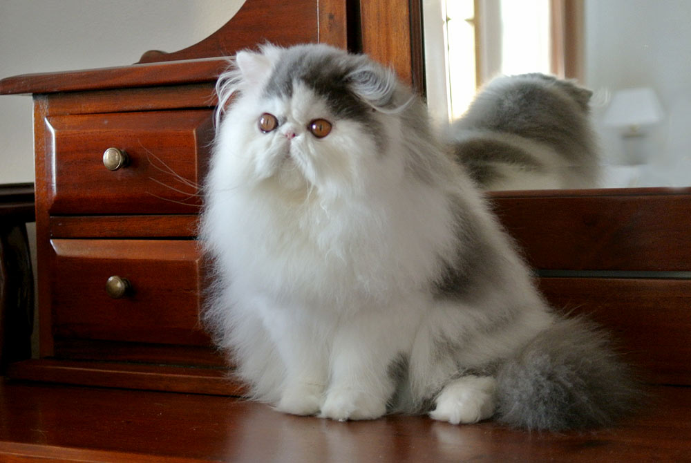 Pure persian kitten male for sale Yambo La Capuccino,CZ, PER a 02 62 / blue-white harlequin at 5 months