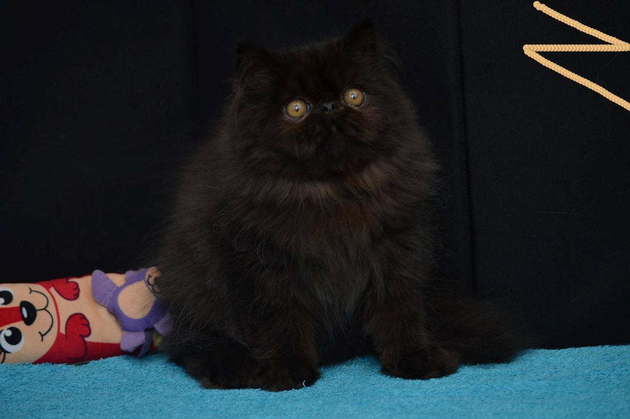 Black persian male Kranewitter's Batman