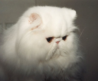 Dolce Vita Recital, CZ, PER w 62 / bílá perská kočka