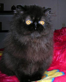 ORIENS-MAU: Melositos Noir PER n / black persian female