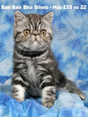 Bambina, silver tabby exotic