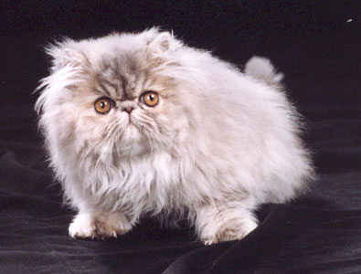 Coquette Oriens-Mau, PER g 23 / blue patched tabby persian