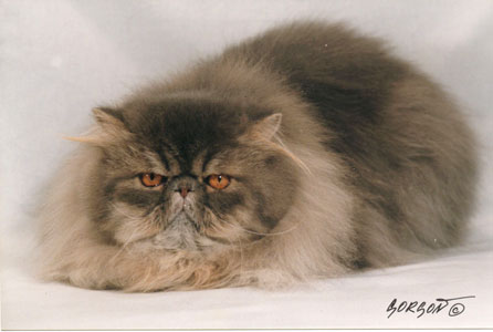 IC Ringo Star Oriens-Mau, blue tabby persian male