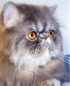 EC Valentino Oriens-Mau blue tabby persian