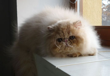 Oriens-Mau Rosebud, persian cream kitten for sale / PER e
