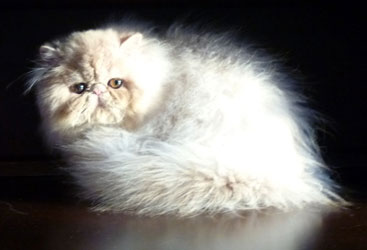 Oriens-Mau Rosebud, persian cream kitten for sale / PER e
