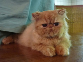 Oriens-Mau Volcano, persian red kitten male for sale / PER d