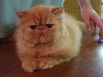 Oriens-Mau Volcano, persian red kitten male for sale / PER d