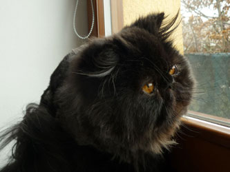 Black pure persian male, 1 years old