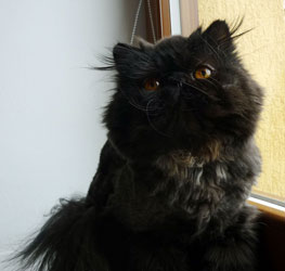 Black pure persian boy, 1 years old