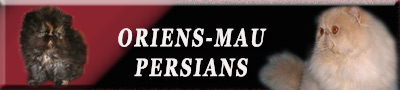 Oriens-Mau persian cats