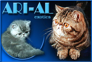ARI-AL persians and exotics