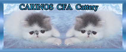 CARINOS persians
