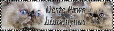 DESTE PAWS perské kočky s odznaky