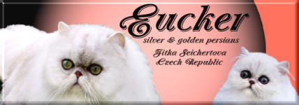 EUCKER stříbřité a zlaté stínované perské a exotické kočky