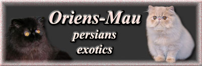 Oriens-Mau cattery - persian cats and available kittens
