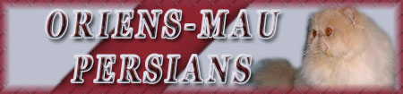 Oriens-Mau cattery - persian cats and available kittens